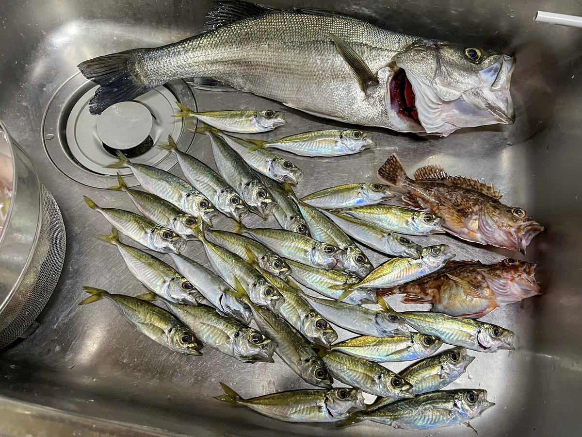yuukiatenza404's tweet photo. 昨日は友達と釣り始め🎣🪣
風が強いなかめっちゃ釣れた！
そして友達がまさかの大物を釣り上げて興奮がやばかった( ; ˙꒳​˙ )ﾊｧ…ﾊｱ…

釣果はアジ62匹、カサゴ2匹、シーバス2匹で友達と分けてお互い最高のスタートをきれた✌️ https://t.co/tiGkhun78D