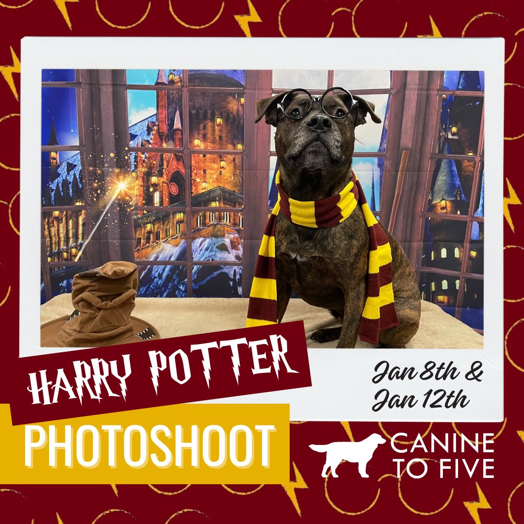 Join us for our Harry Potter photoshoot next week! Dogs with daycare, boarding, or grooming reservations on Monday, January 8th, and Friday, January 12th, can sign up 🧙🏻‍♂️ 

Secure your spot online today at caninetofive.portal.gingrapp.com/#/public/login