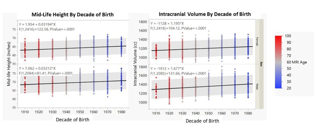 Heights and brain volumes are both up.

Male and female height gains are indistinguishable and there's a modest, nonsignificant difference in brain gains by sex (1.2 cc/decade for women vs 1.7 for men). 

More interestingly, brains are growing relatively more than height.