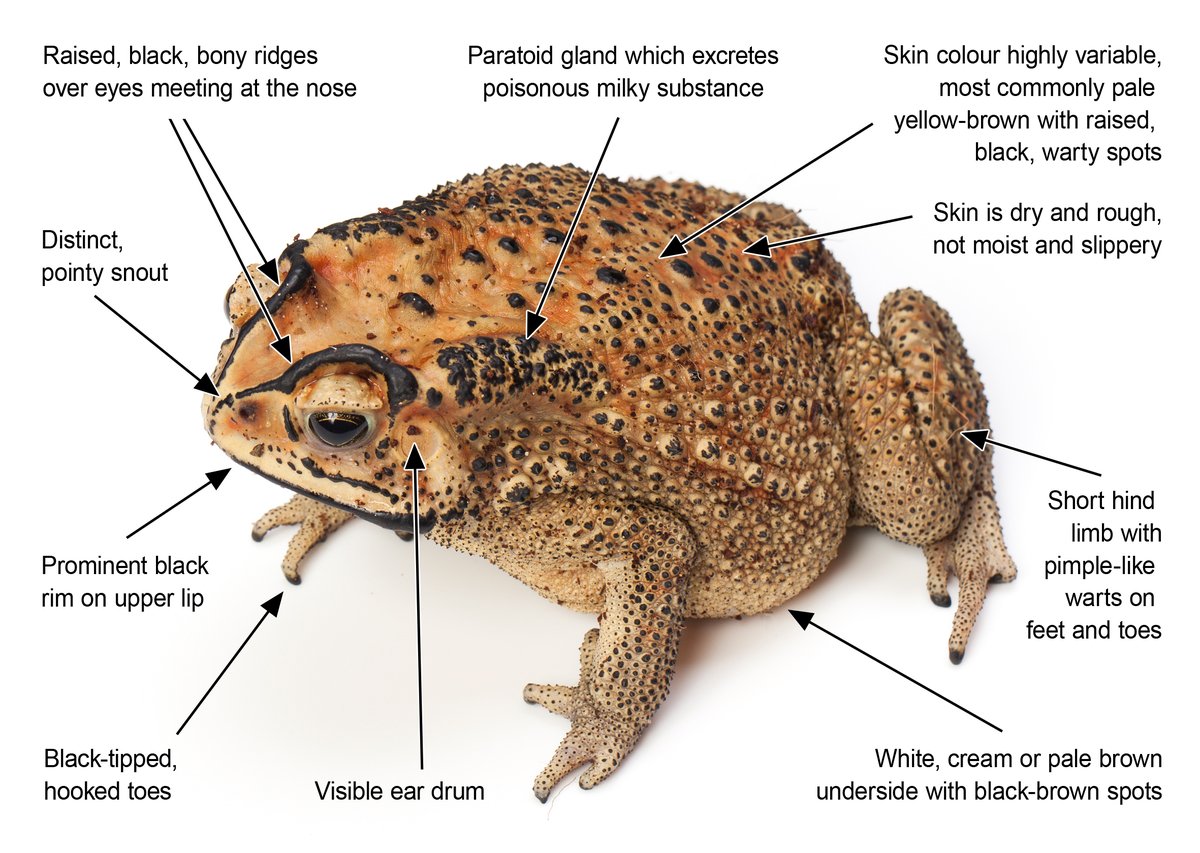 We’re seeking information following the discovery of an #AsianBlackSpinedToad near #Huntingdale train station on Boxing Day. If allowed to establish, this #ExoticPest could seriously impact native species. Report suspected sightings via go.vic.gov.au/3UJWae3