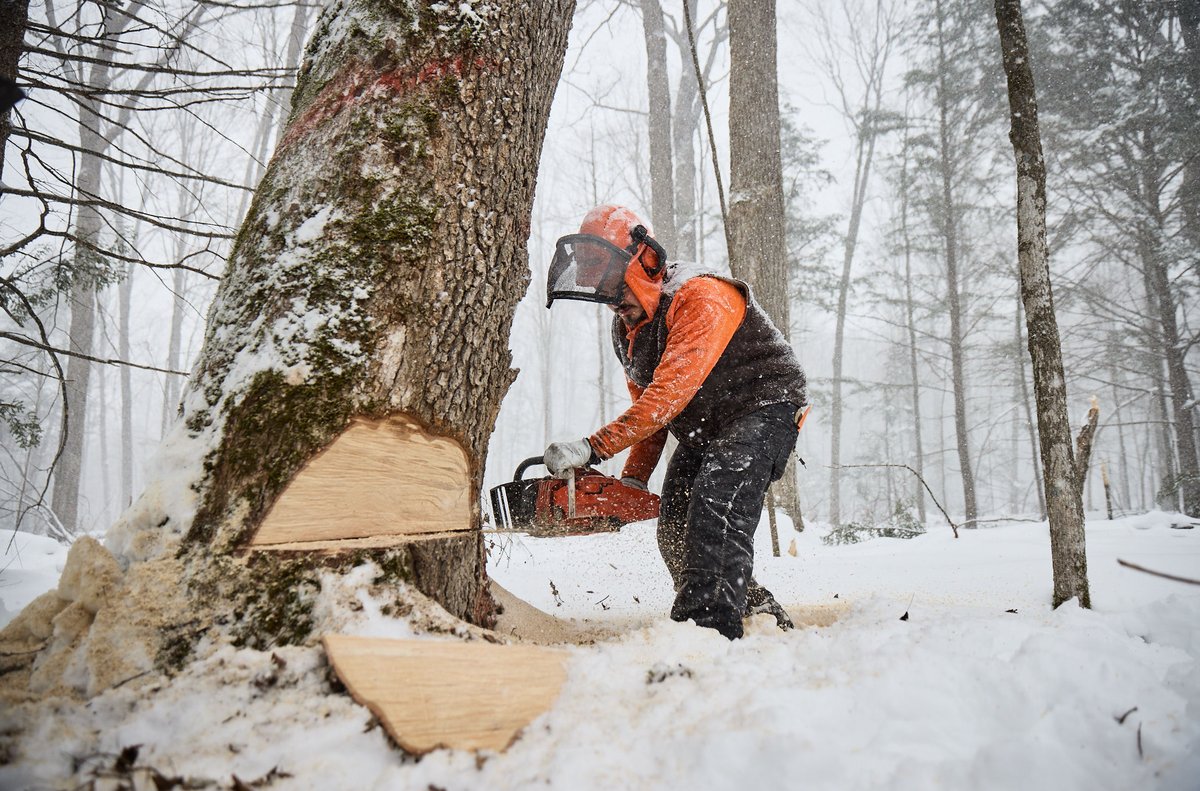 From our archives: The Menominee have been logging their forest for 170 years, but their forest has 40 percent more wood than when they started.

How? They only cut sick or weak trees, leaving healthy trees to grow and reproduce.

Read more <a href="/YaleE360/">Yale Environment 360</a>: bit.ly/3KcVEma
