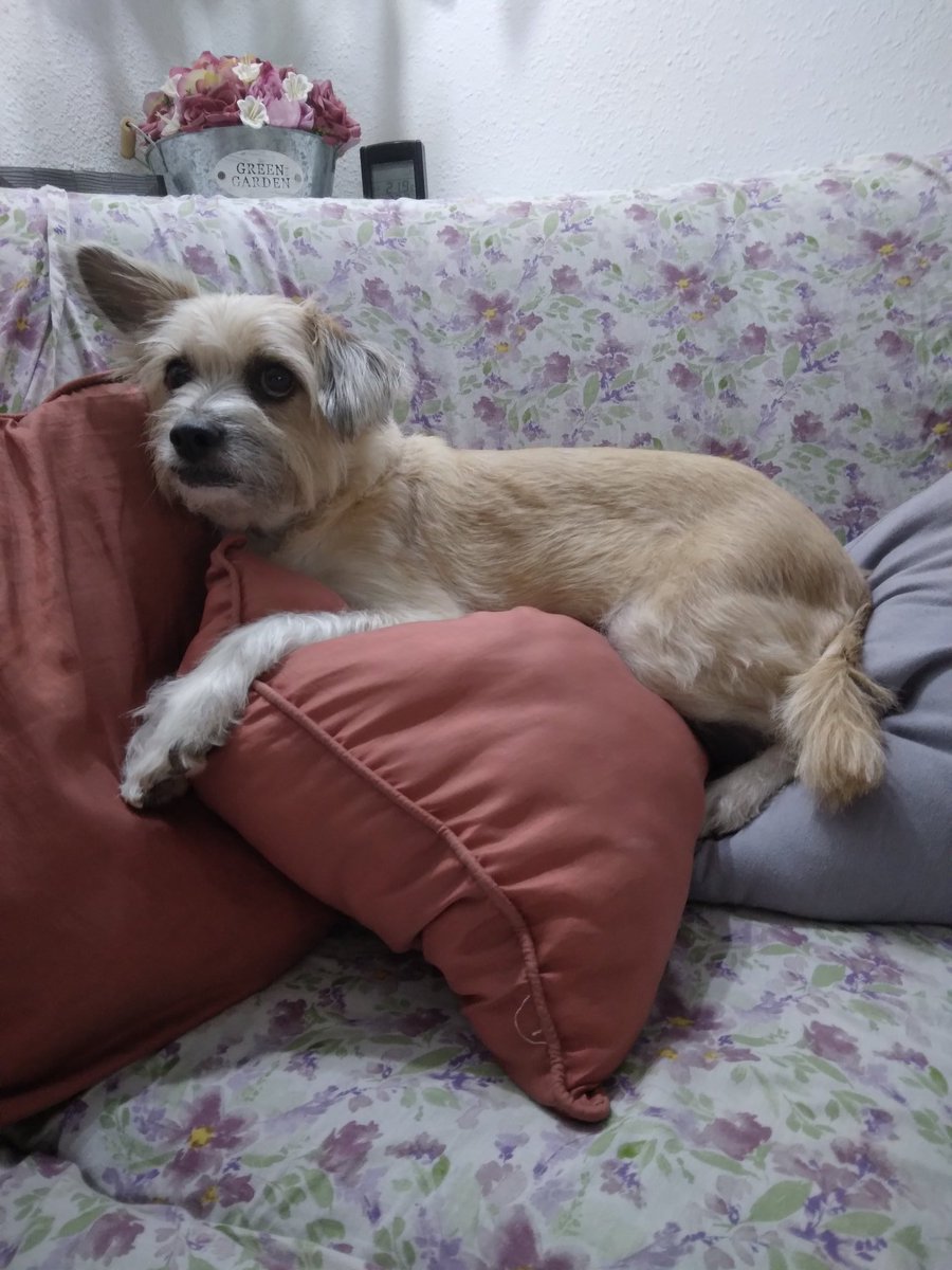 MomBrille's tweet photo. One of my sondogs said: "This year, I will learn how to cover myself with my blanket."  
@TTFriends close your eyes,  I am sure, all your wishes will come true. @Happynewyear  I❤U all. Sandra https://t.co/wAXHyCSYvo