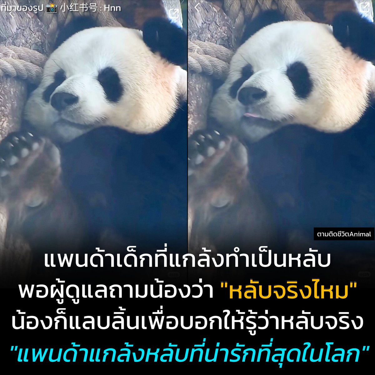 AnimalFW_TH's tweet photo. แพนด้าแกล้งหลับที่น่ารักที่สุดในโลก  🐼😴😋
ในขณะที่ผู้ดูแลยกถาดอาหารไปยังกรงของน้องแพนด้า ก็สังเกตเห็นว่าหลับอยู่ด้วยใบหน้ากรุ้มกริ่ม ผู้ดูแลจึงแกล้งถามว่า "หลับอยู่จริงๆ ใช่ไหม" แพนด้าเด็กเงียบ ไม่ตอบ ไม่ลืมตา แต่ดันแลบลิ้นออกมาเพื่อบอกว่า "หลับอยู่จริงๆ นะ" กลายเป็นการแกล้งหลับที่น่ารักที่สุดในโลก
แพนด้าเด็ก : หลับอยู่ ไม่เชื่อก็ดูลิ้นนี่ 😋

เรียบเรียง 🖋️ แอดเพา
ที่มาของรูป 📸 小红书号 : Hnn