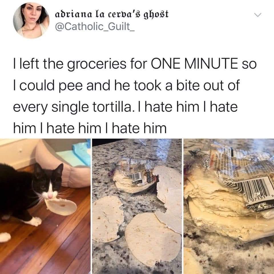 ShitpostGate's tweet photo. https://t.co/ctrhIj76Zs
