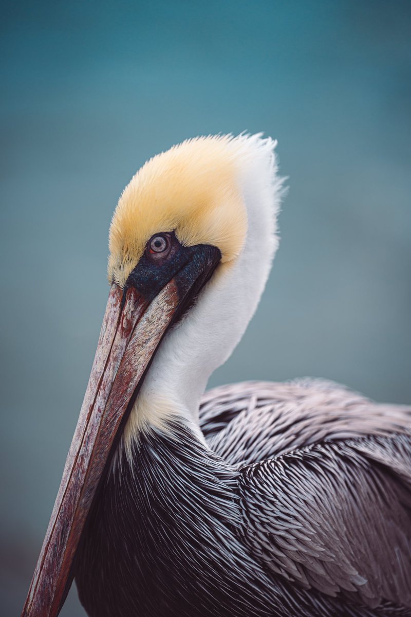 mirage of youth tweet media