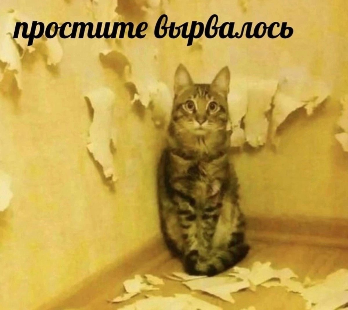 pellmenn's tweet photo. я тоже поздравила в ответ конечно но видеть это поздравление было тяжело и теперь у меня будет отходняк еще пару дней мб точно https://t.co/7shKlUtxze