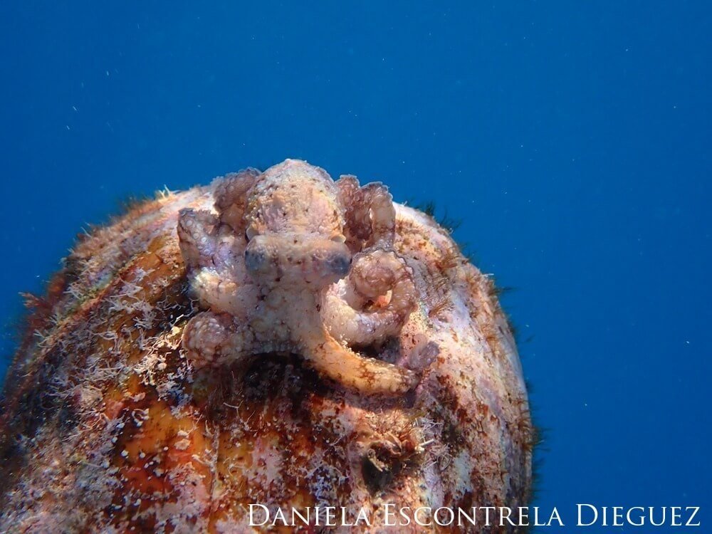 Tako Tuesday! 🐙 Did you know that 'tako', a common word for octopus here in Hawaii, is actually of Japanese origin? The Hawaiian word for octopus is 'he’e'. Either way, we're loving this photo from our 2023 Get Into Your Sanctuary photo contest!