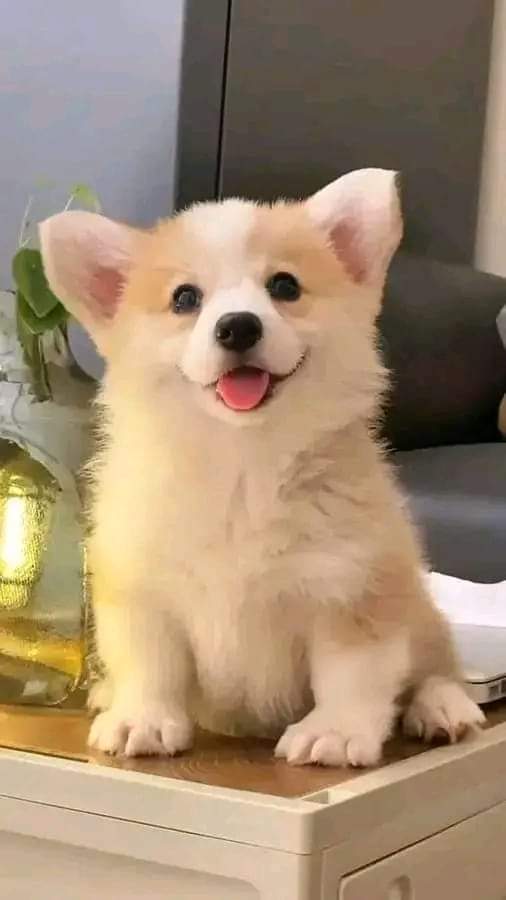 Lovers3Corgi's tweet photo. Perfect short ❤️
#corgi #corgis https://t.co/pt4oupLDDd