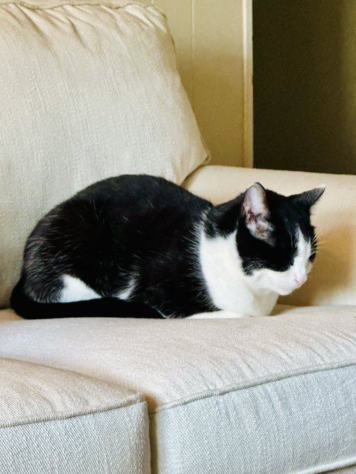 Cat https://t.co/3Cu0VvCoER