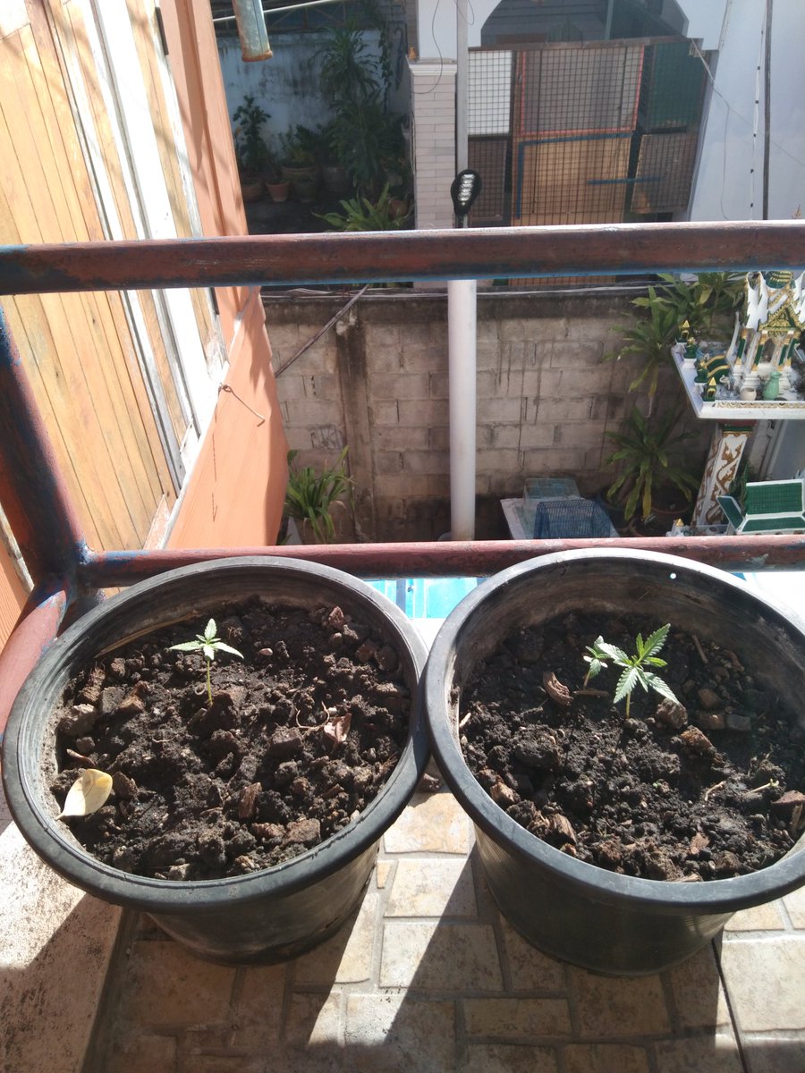 OutbackAnd's tweet image. Balcony babies getting their morning sun 🌞