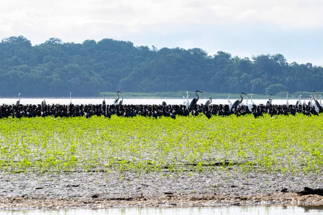 avitupeque's tweet photo. No es el Africa, ni los Llanos orientales, ni el Amazonas, es nuestra ciénaga  El Llanito ubicada en Barrancabermeja- Santander,  y sus fantasticas aves que rrecorren este  territorio.
#cienegaelllanito
#aviturismo
#turismosostenible
#protegerparaconservar https://t.co/ybvkEfQPJy