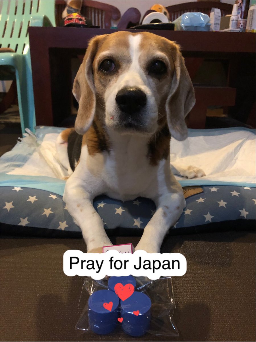 ChutiprapaL's tweet photo. We would like to express our concern and share our caring to the earthquake victims and the rescue teams in Ishikawa japan
#prayforjapan 🙏🏻
@beaglefacts https://t.co/nmEvpFtvKs