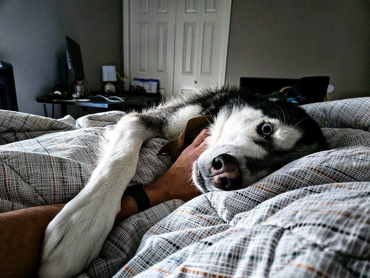 AudacityofTrope's tweet photo. To Hammond and Beasley: the two most incredible dorkballs on the planet and their sweetly maternal (occasionally weirdly incestuous) friendship!

#DogsofColorado https://t.co/WuulMGJp4b