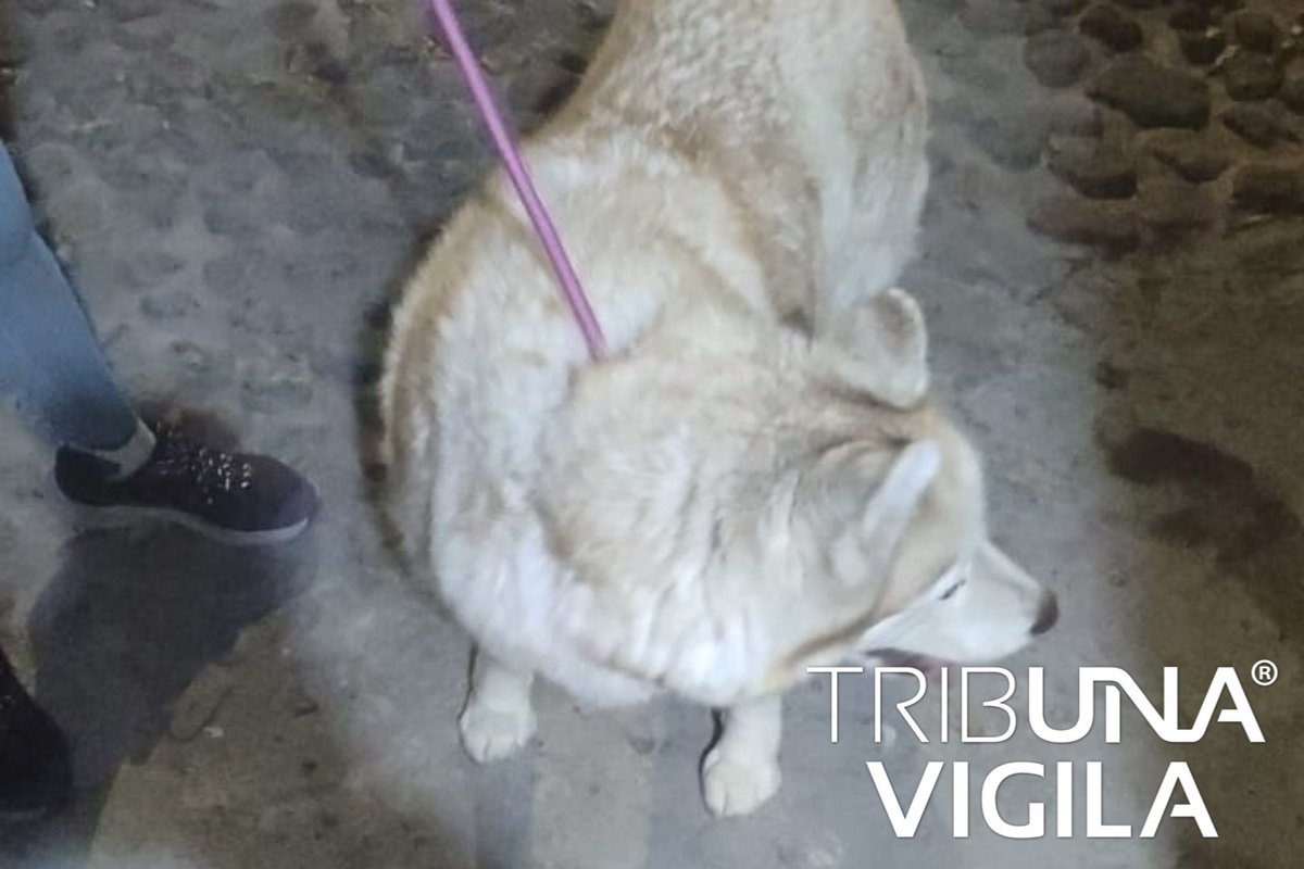 TribunaVigila's tweet photo. La #ComunidadVigila en #WhatsApp📱 reporta que esta perrita está a punto de dar a luz en la Calzada Zavaleta y privada Santa Fe. #Puebla #LaVozDeLosPoblanos 🐾 🐶 #Ayuda @AmbientePuebla @IBAGobPue @IrmaEtologa @myriamarabian @UrsvaPuebla https://t.co/rypGnsM5Uv
