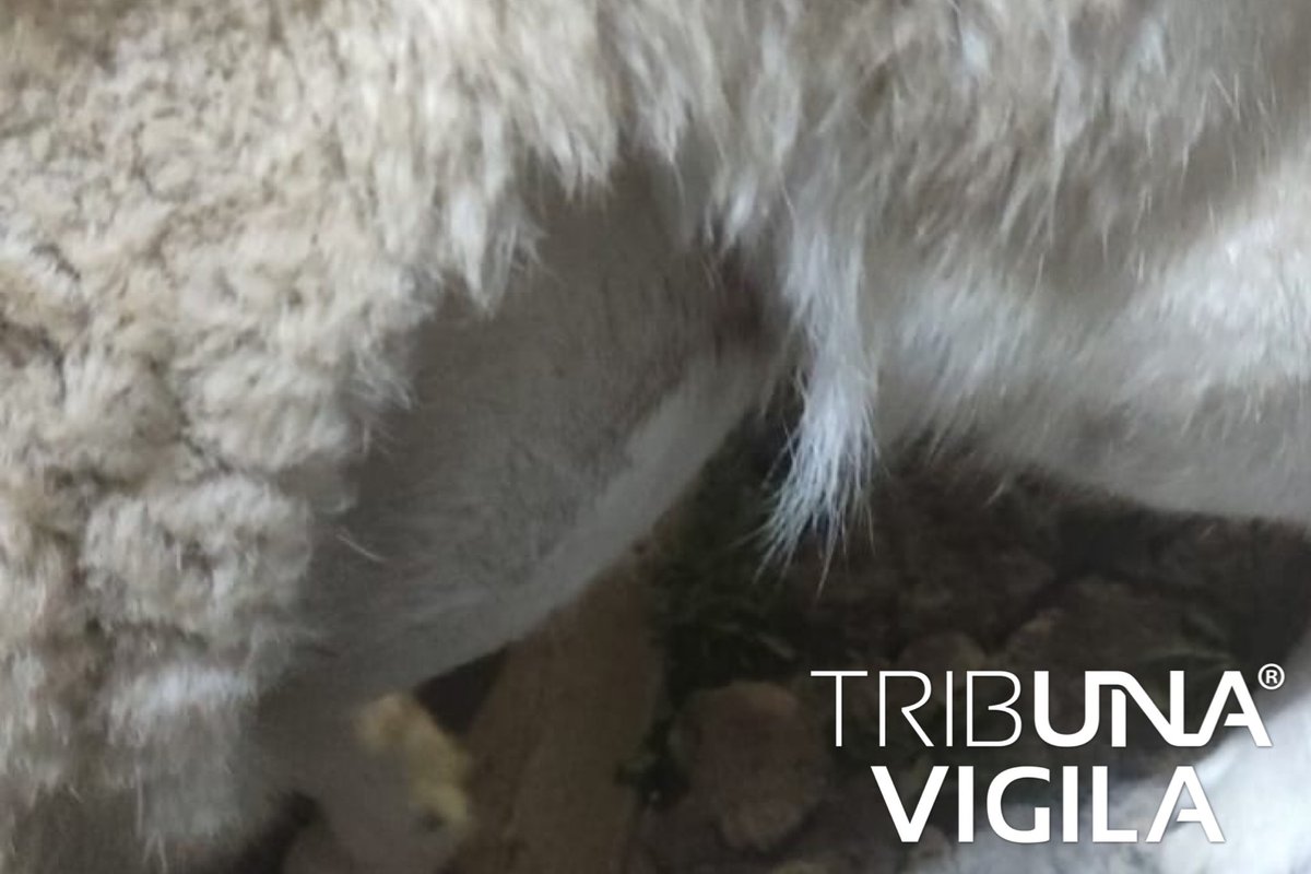 TribunaVigila's tweet photo. La #ComunidadVigila en #WhatsApp📱 reporta que esta perrita está a punto de dar a luz en la Calzada Zavaleta y privada Santa Fe. #Puebla #LaVozDeLosPoblanos 🐾 🐶 #Ayuda @AmbientePuebla @IBAGobPue @IrmaEtologa @myriamarabian @UrsvaPuebla https://t.co/rypGnsM5Uv