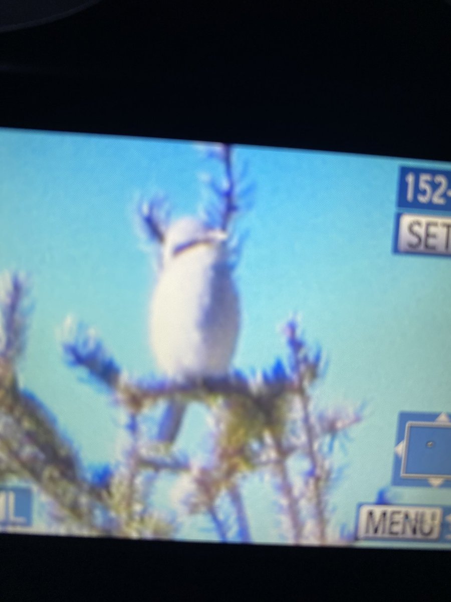 LayoverBirder's tweet photo. You might say this is a really crummy picture of a northern shrike in Wyoming, and you’d not be wrong, but understand the zoom and cropping involved just to get a diagnostic pic. #birdwatching #BirdsSeenIn2024 #CameraID https://t.co/X4We0QMCBa