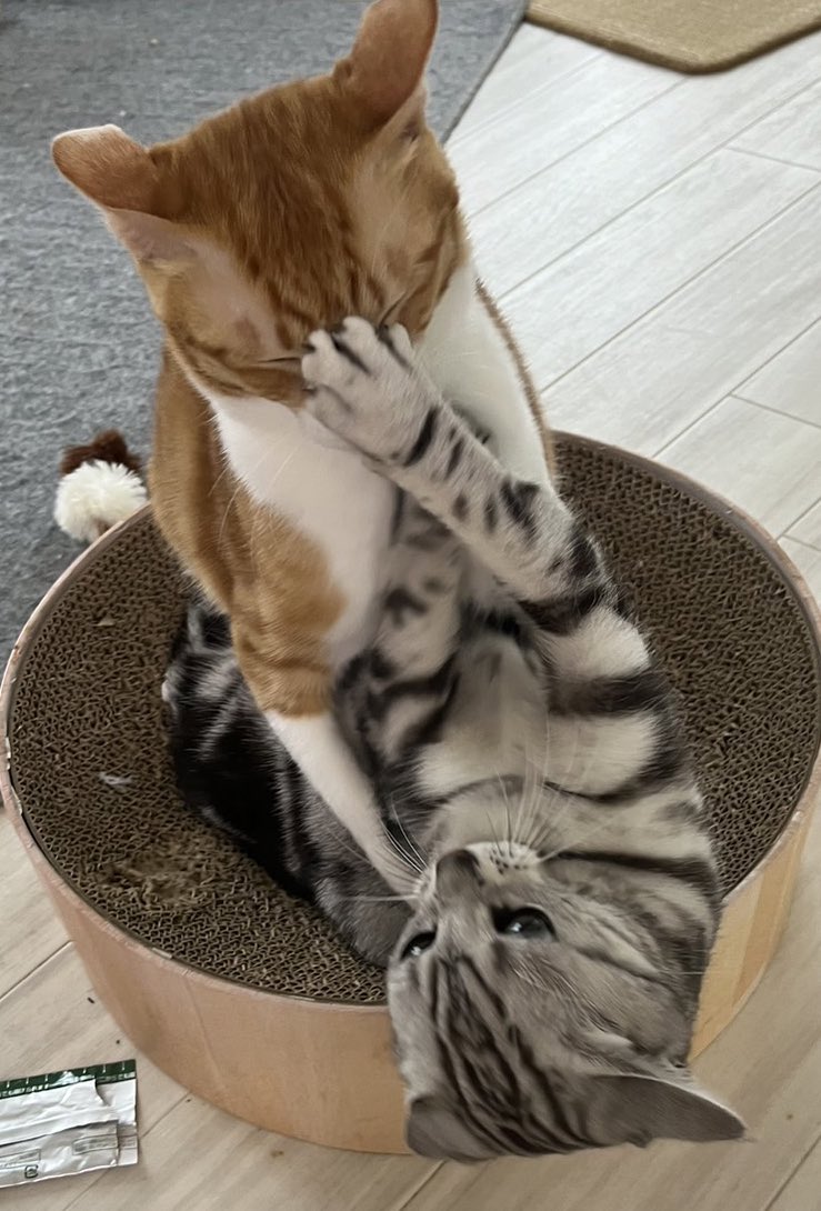 Vtrs36's tweet photo. 教育的指導😾‼️
#猫　#猫好きさんと繋がりたい https://t.co/7vybeELMMJ