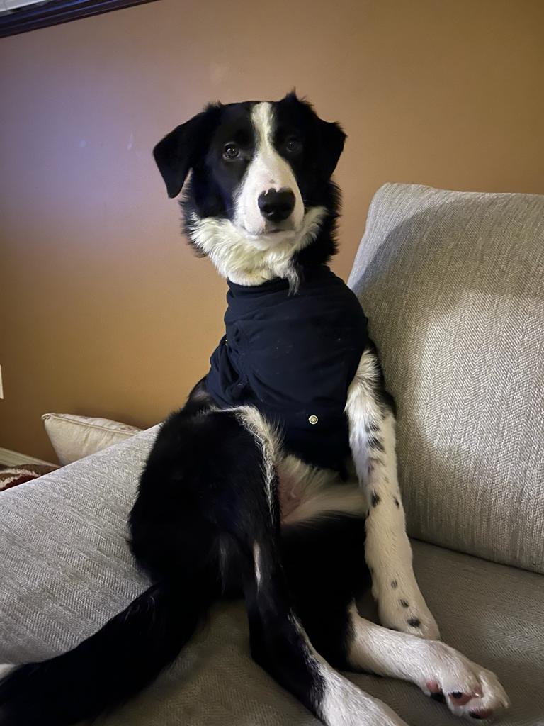 cahumanesociety's tweet photo. Meet Nemo! 🐾 This 7-month-old Border Collie cross is a fighter! Despite surgery to remove his front leg, he's a champ, learning commands and loving snuggles. Ready for adoption, Nemo seeks his forever family! 🏡❤️ #AdoptNemo #BravePup
More about Nemo: https://t.co/LpoNliLxeQ https://t.co/DhJQqRtCJS