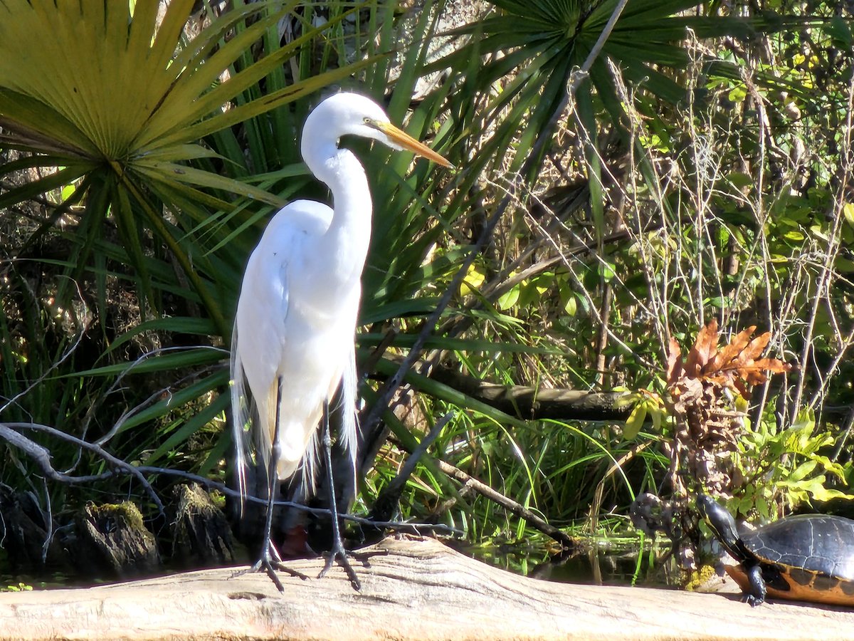 Edover60's tweet photo. A couple pics from kayaking today. #flwildlife https://t.co/9xARKasB1u