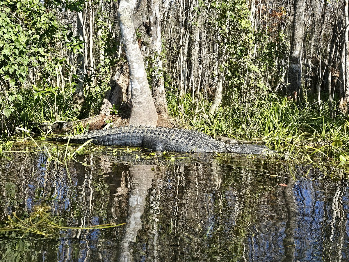 Edover60's tweet photo. 4 more from kayaking today. #flwildlife https://t.co/moXrBolqfu