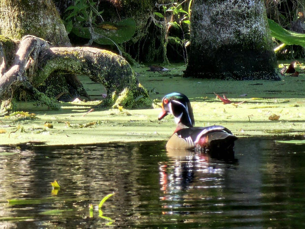Edover60's tweet photo. 4 more from kayaking today. #flwildlife https://t.co/moXrBolqfu