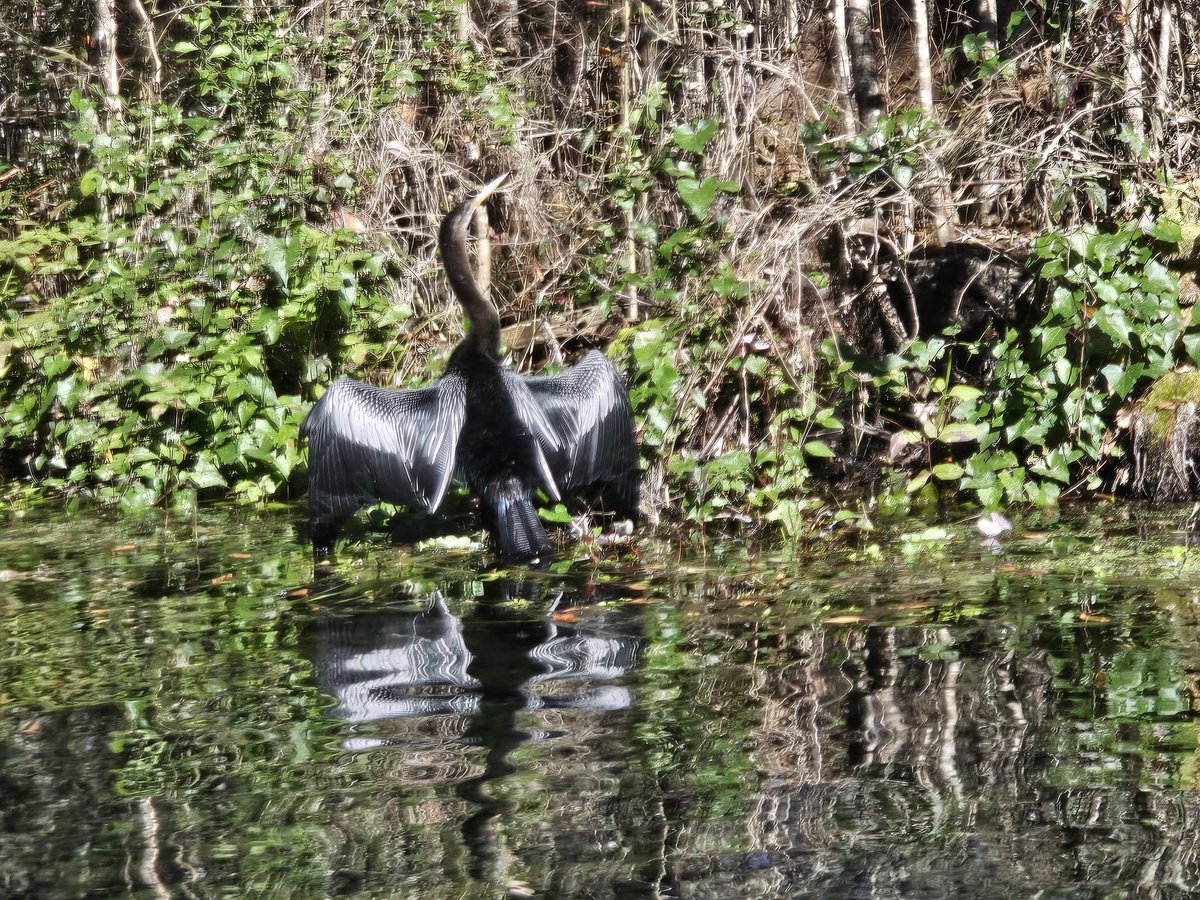 Edover60's tweet photo. 4 more from kayaking today. #flwildlife https://t.co/moXrBolqfu