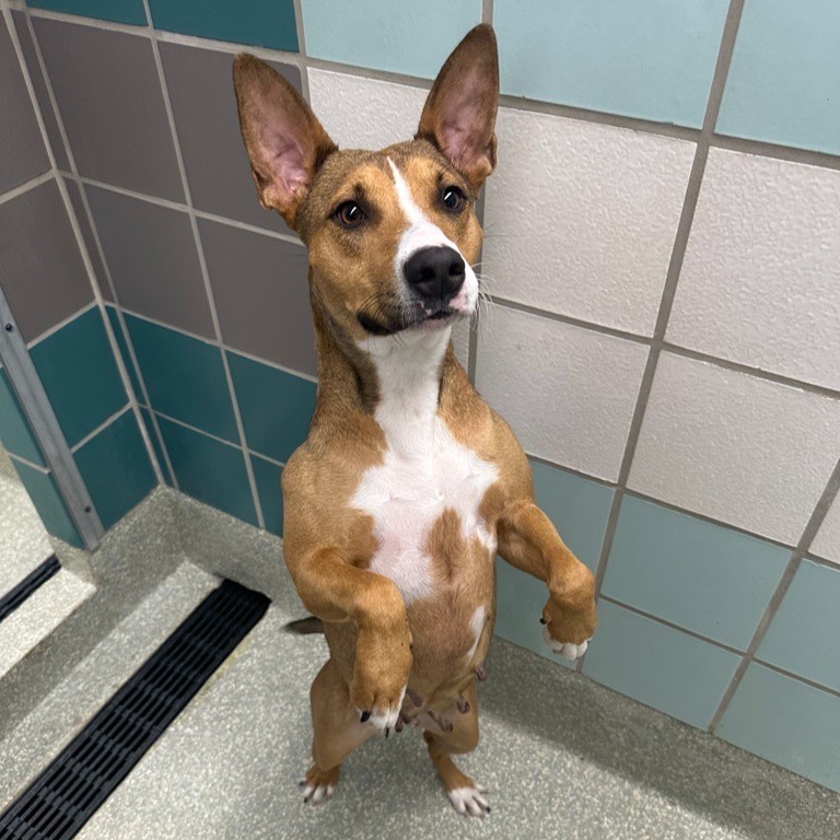 HoustonSPCA's tweet photo. Thinking of adding a furry friend to your family in 2024? We've got your back! 😊🐶🐱 Check out our adoption tips at https://t.co/MJmJ9fVe29 and find the perfect companion that matches your lifestyle!
 #AdoptionTips  #AdoptMe https://t.co/lrVhgcEkcO