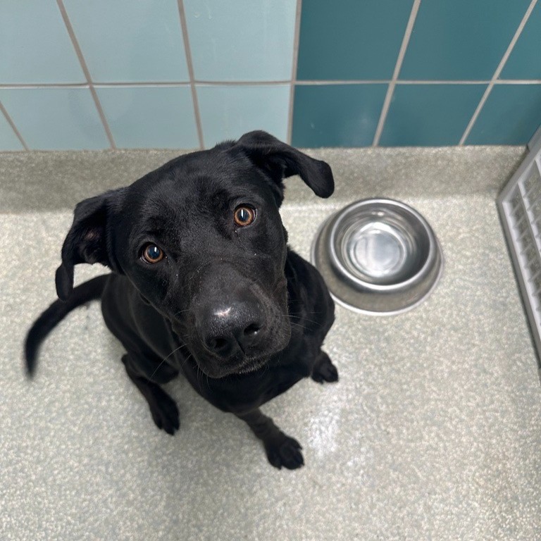 HoustonSPCA's tweet photo. Thinking of adding a furry friend to your family in 2024? We've got your back! 😊🐶🐱 Check out our adoption tips at https://t.co/MJmJ9fVe29 and find the perfect companion that matches your lifestyle!
 #AdoptionTips  #AdoptMe https://t.co/lrVhgcEkcO