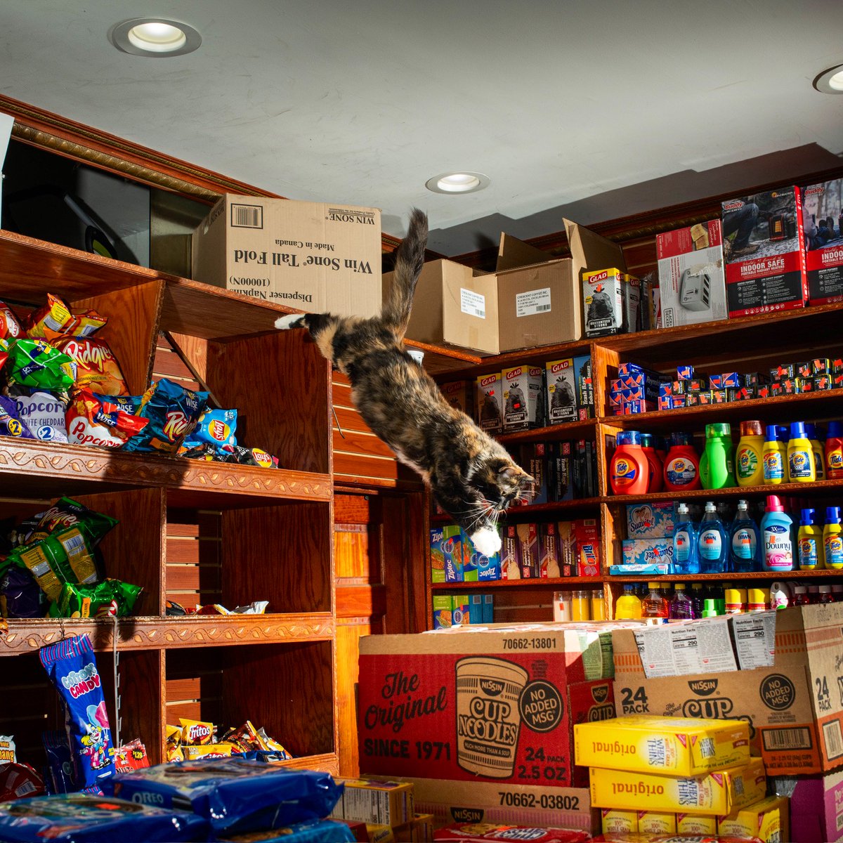 Bodega Cats tweet media