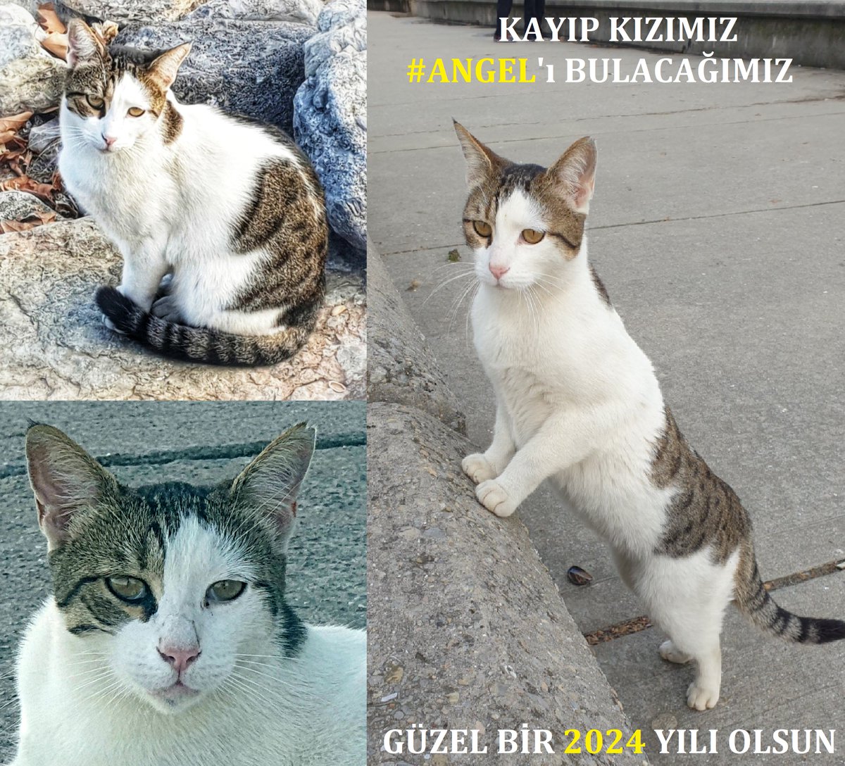 CatmandooWonder's tweet photo. Ben KAYIP KEDİ #Angel 🐈 uzun yıllardır yaşam alanım olarak seçtiğim ve mutluluk içinde yaşadığım #CaddebostanSahili🏝️nden vicdansız birileri tarafından götürüldüm. En son görüldüğüm yer, evim gibi gördüğüm Caddebostan #Migros_Turkiye idi. #ANGELnerede❓⁉️ Beni görürseniz haber verir misiniz? Durmak yılmak yok❗️ #Mutlu2024ler😇