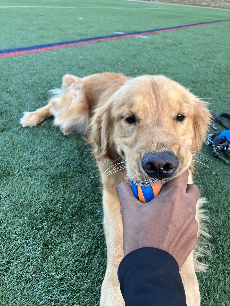 nareni0's tweet photo. Milo loves to steal others toys and stuff it in his mouth.♥️
#DogsOfBoston https://t.co/pWMBp6QcBN