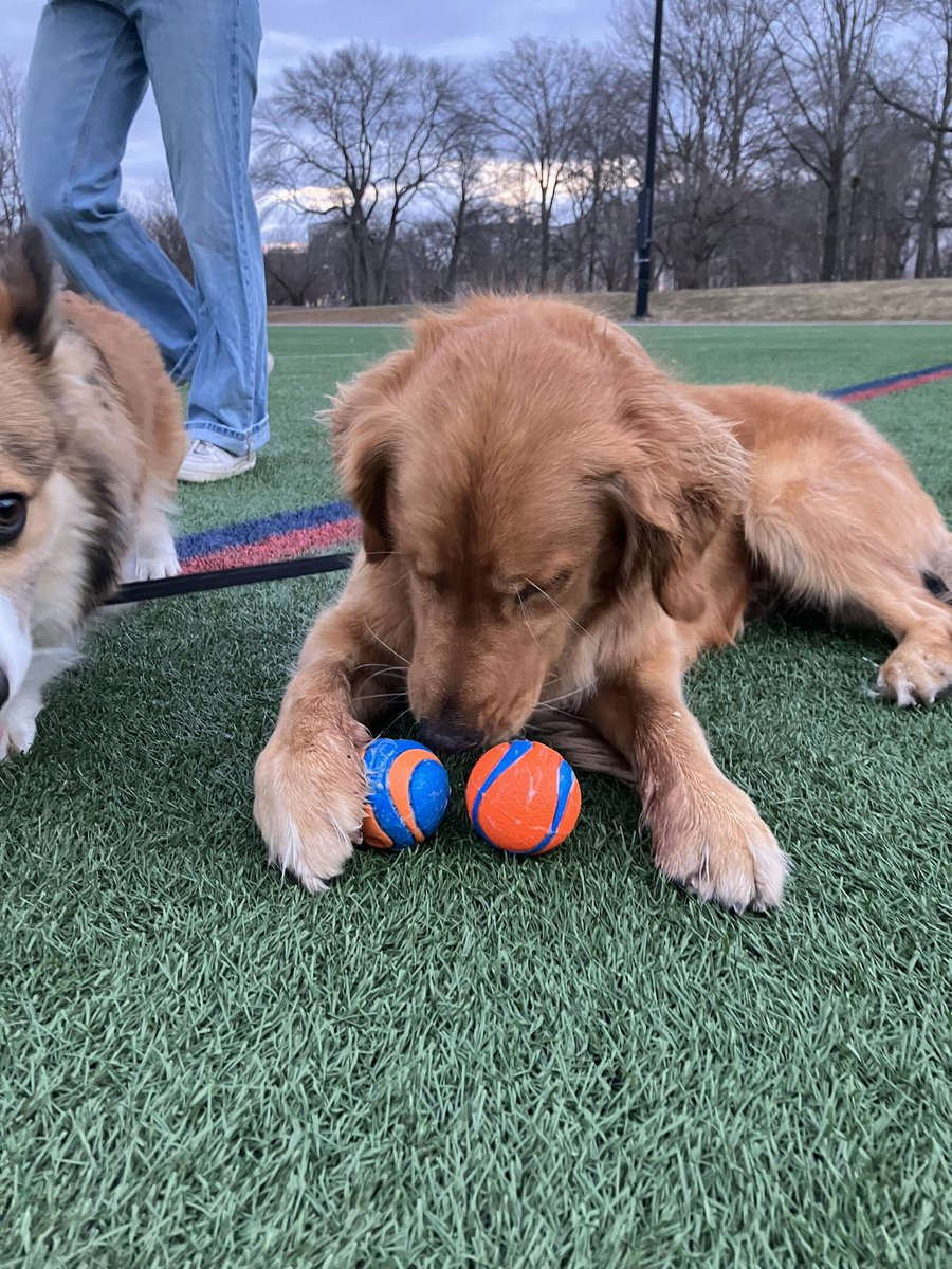 nareni0's tweet photo. Milo loves to steal others toys and stuff it in his mouth.♥️
#DogsOfBoston https://t.co/pWMBp6QcBN