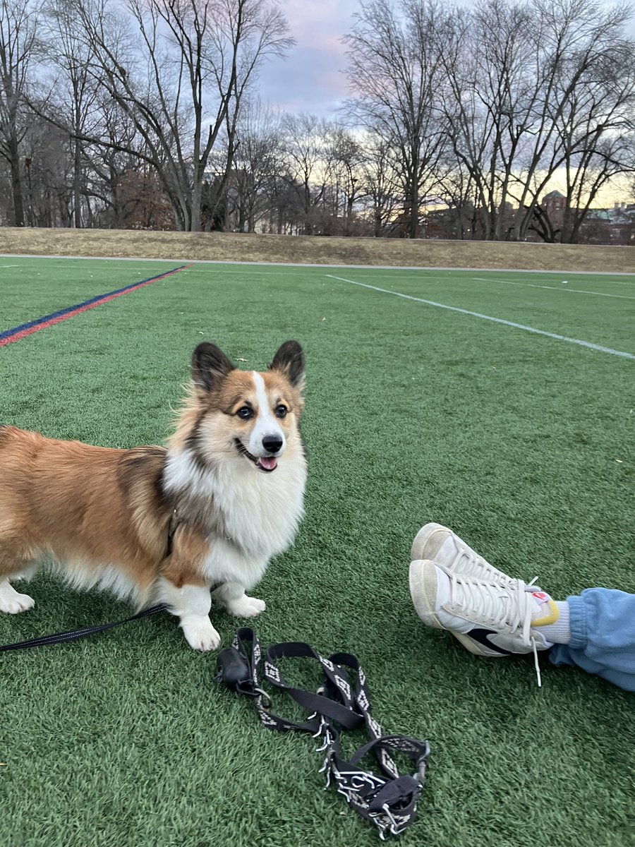 nareni0's tweet photo. Milo loves to steal others toys and stuff it in his mouth.♥️
#DogsOfBoston https://t.co/pWMBp6QcBN