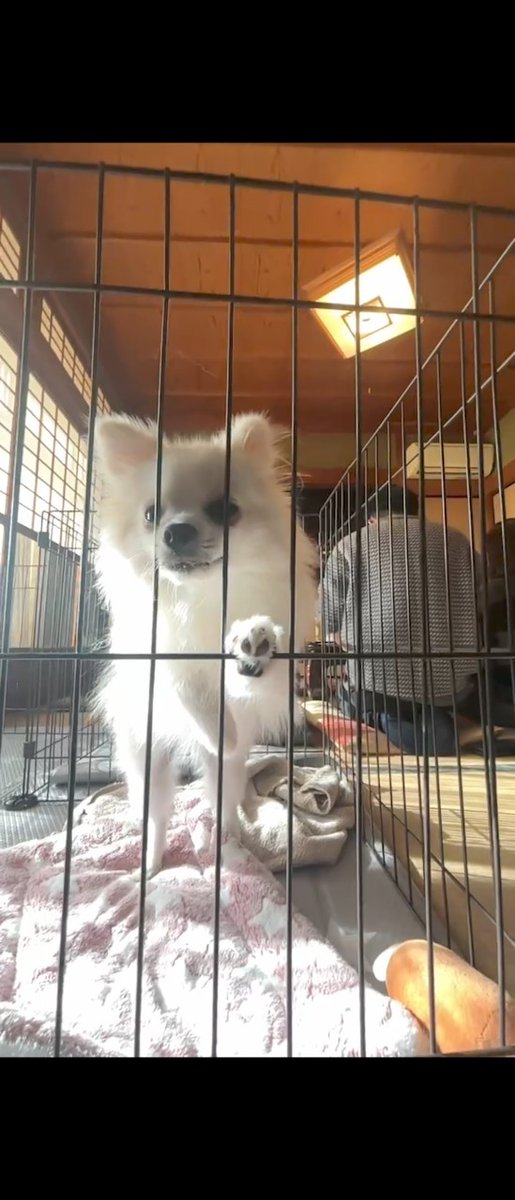 pomewako0715's tweet photo. 妻実家でのわこちゃんです。

今年もよろしくお願いします✨

#ポメラニアン
#pomeranian
#犬のいる幸せ https://t.co/pCaKaIaEuS