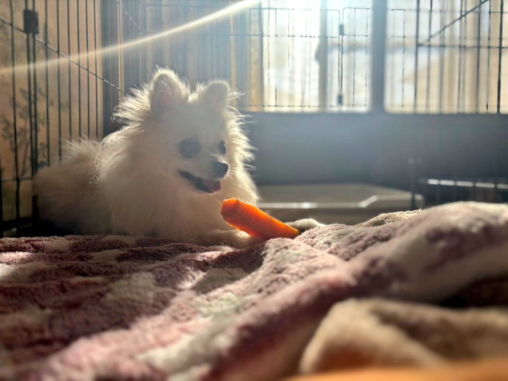 pomewako0715's tweet photo. 妻実家でのわこちゃんです。

今年もよろしくお願いします✨

#ポメラニアン
#pomeranian
#犬のいる幸せ https://t.co/pCaKaIaEuS