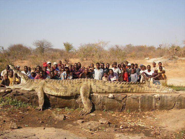 Patrioticos_RD's tweet photo. 🚨I 🇳🇪 #IMPRESIONANTE | 🐊La gente de una aldea en el río Níger en África, estaba perdiendo aldeanos a un ritmo tan rápido que tuvieron que llamar al ejército para cazar al culpable: un cocodrilo de 22 pies y 2500 libras.‼️ https://t.co/1FnrClIfw2