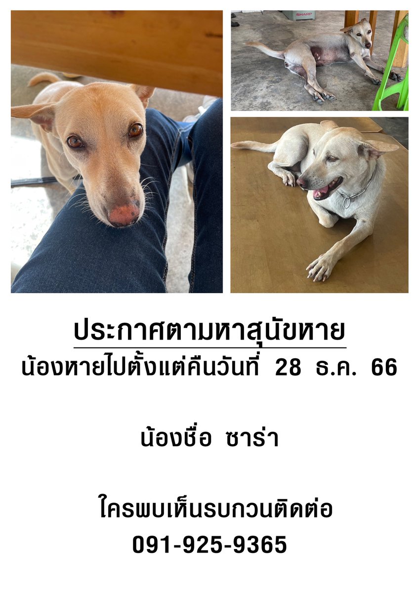 (*´ ▽ `*)╯♡ เรียกผมว่าบี๊พบี๊พชม tweet media