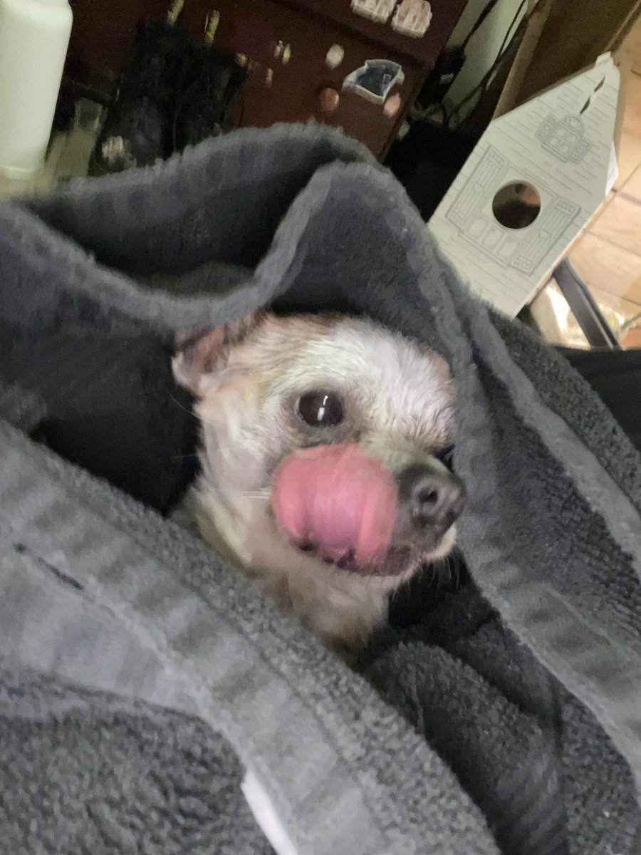 Owl_Tender's tweet photo. Back at it with another bathed maxx, now he’s all cute and silly! https://t.co/pYrMTh1hVZ