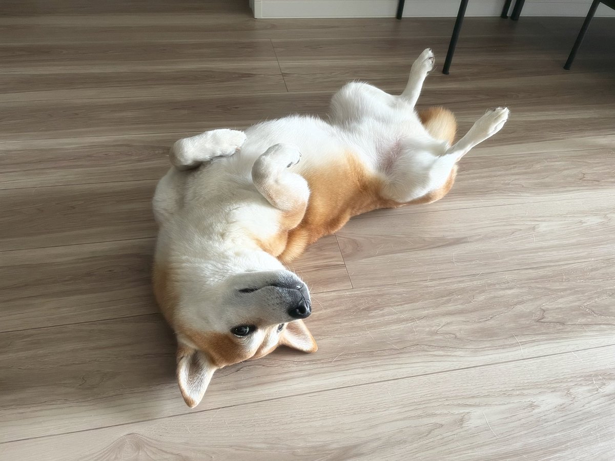 ImamuraHiroyuki's tweet photo. 年末年始休暇最終日を思いきりくつろいで過ごす犬。
#犬 #柴犬 #豆柴 #森平犬舎 #世田谷 #東京 #inustagram #shibastagram #shoegaze #emo #しばいぬ #柴犬のいる暮らし #柴犬ライフ #柴犬🐕 #年末年始 https://t.co/raROSptu5E