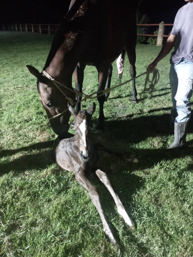 Losamanesracing's tweet photo. ¡Qué alegría!.🙏 La campeona Sharapova ya es madre de un precioso macho por Slew’s Tizzy. 

El parto se produjo este martes 2 de enero en la noche. Todo bien, gracias a Dios. 💥

¡Haras Los Samanes de punta a punta!.🏆 #Hipismo #Venezuela https://t.co/Cmvyi4xioO