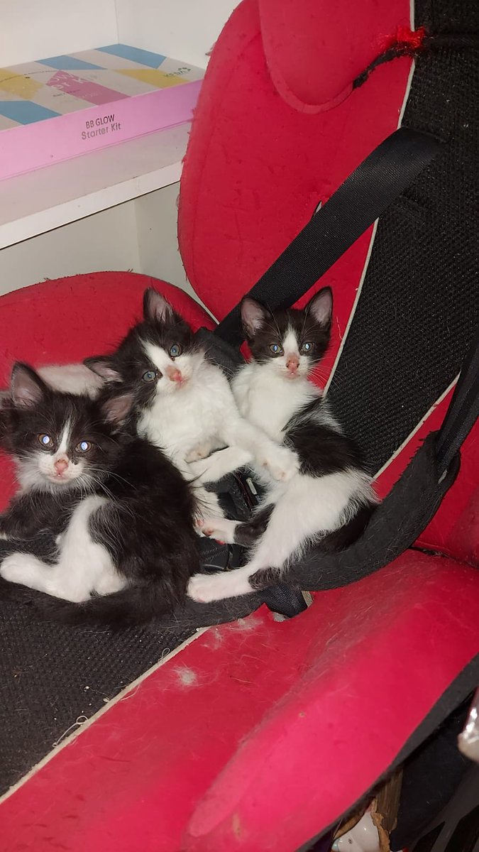 Feliz año nuevo les desea esta hermosa camada que esta lista para la adopcion 
<a href="/sol_palacios_m/">Solange Palacios 🐾💕</a>