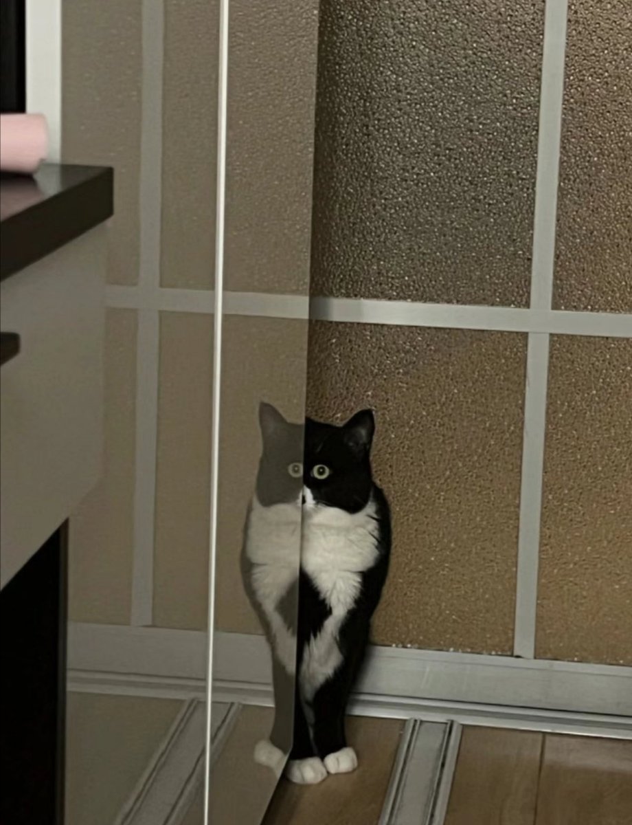 Dont Show Your Cat tweet media