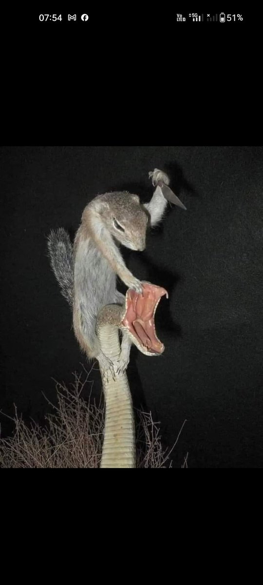 The Realist SANJAY tweet media