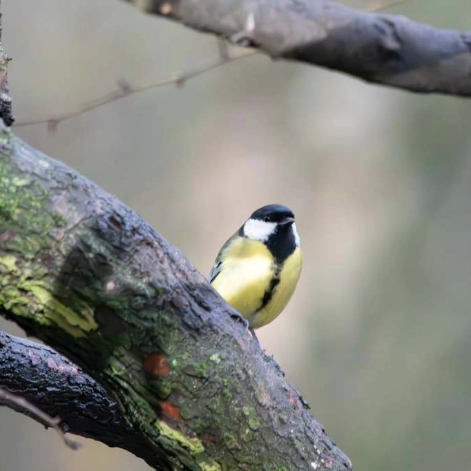 Woodland birds. Wren Great Tit and Coal Tit
taken with Nikon Z9 Sigma 150-600 mm lens 

#nikonbirds 
#woodlandbirds
#britishbirds 
#woodlandtrust
#conservation
#eye_spy_birds
#instabirds
#kings_birds
#wildlifephotography 
#nikonbirds
#britishbirds 
#bird_brilliance