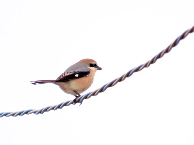 お正月なので鳥の皆様を詣でてきました 大吉です