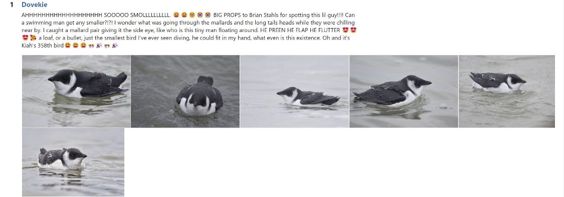 This is the best Ebird bird report