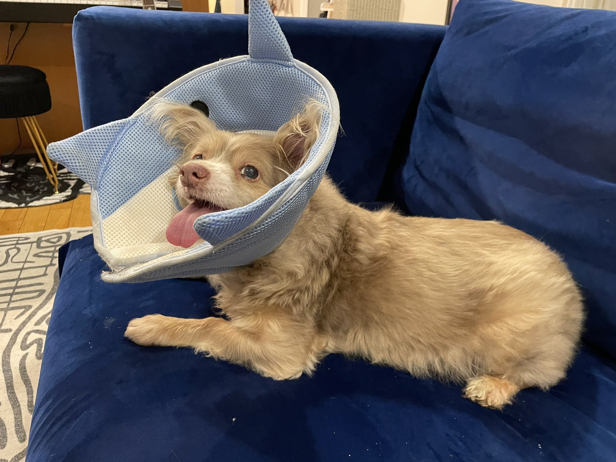 Lion dog cone top