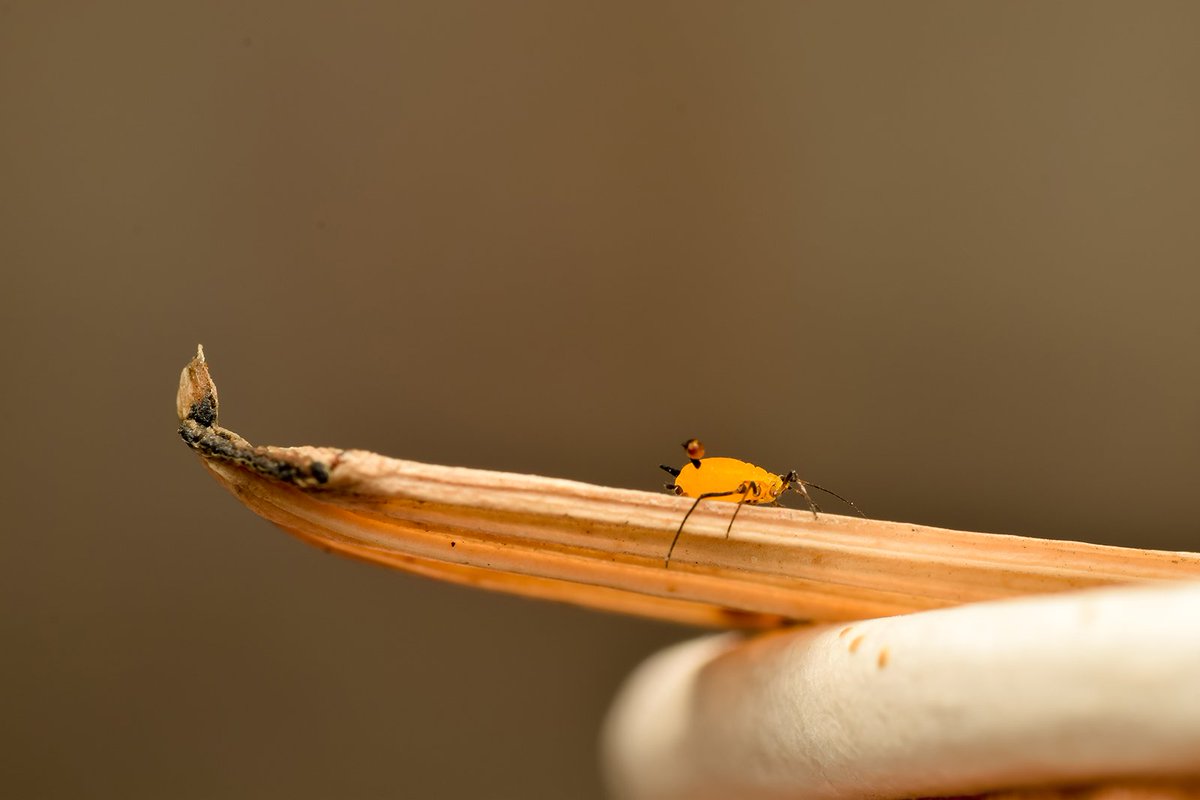 Macro

#insectworld #insectphotography #closeupshot #macroworld #macrophotos #macroshot #macrophotography #naturephotography #naturelover #IndiAves