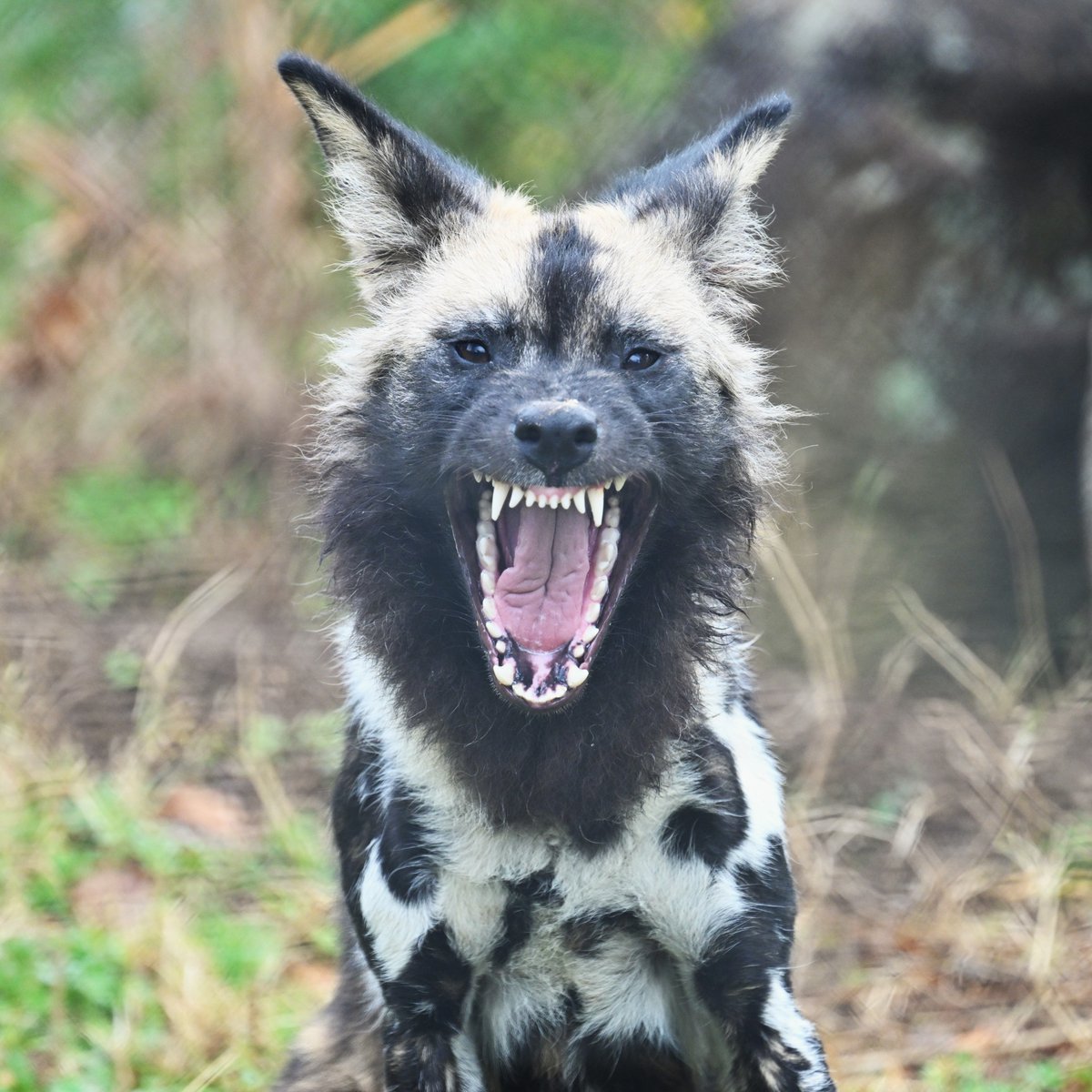 歯の検診
ではなく
欠伸
#リカオン #ズーラシア #PaintedDog #ZOORASIA