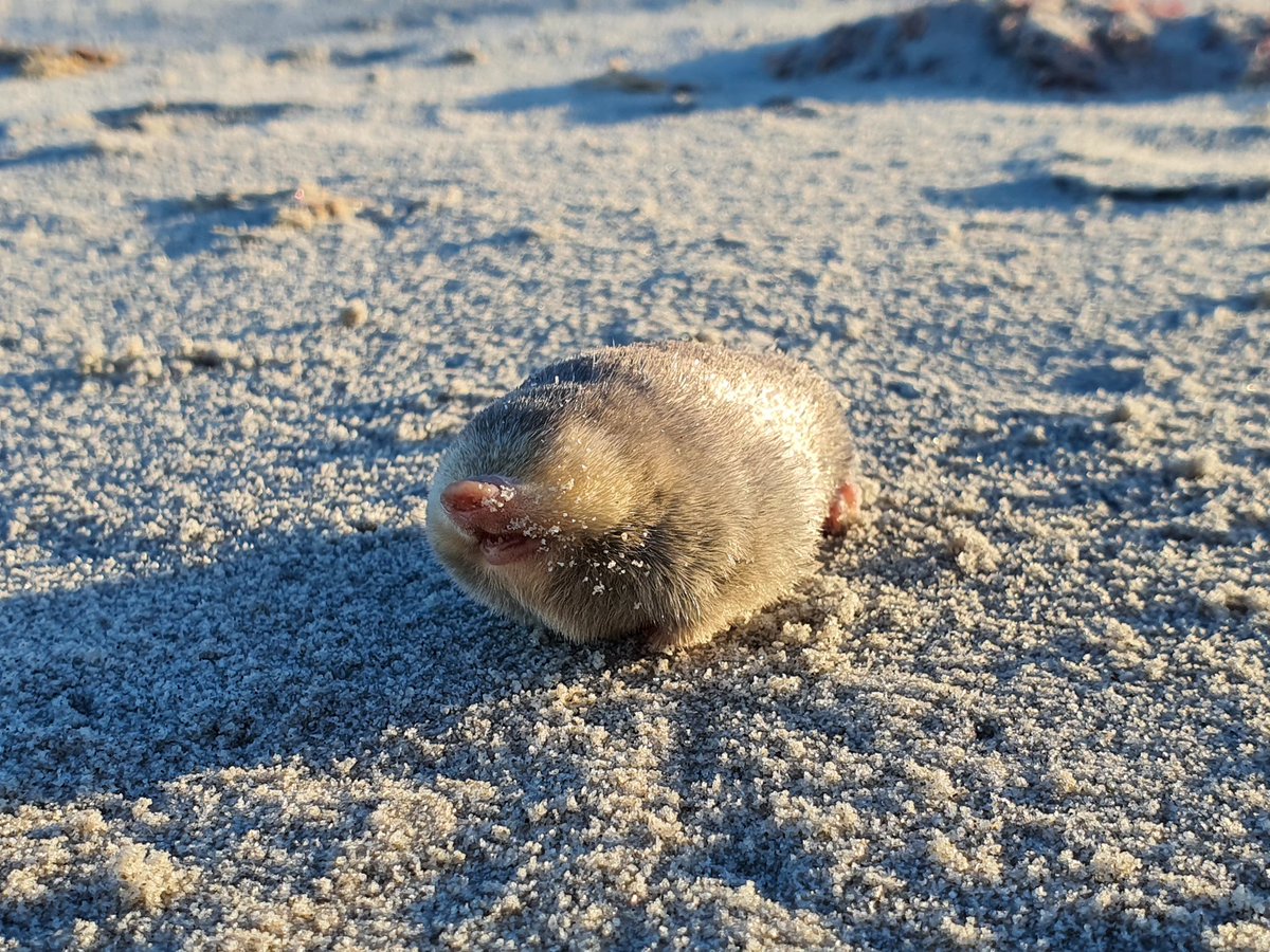 Should some undiscovered species be left alone? I spoke to researcher Samantha Mynhardt about the rediscovery of the De Winton’s Golden Mole. Podcast link podcasts.apple.com/nz/podcast/let… #conservation #conservationpodcast #podcast #naturepodcast #nature #outdoors